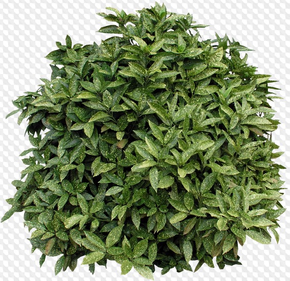 62 PNG, Природа: Ручей, поле, цветочная клумба, кусты круглые, лес, лес ...