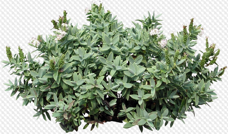 62 PNG, Природа: Ручей, поле, цветочная клумба, кусты круглые, лес, лес ...