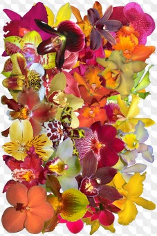 PSD, 28 PNG, Orchids, yellow, red, multicolor flowers