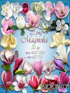 27 PNG, Magnolia, images with transparent background