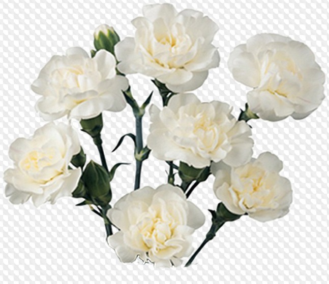 PSD, PNG, flores blancas, claveles blancos y callas, imágenes con fondo