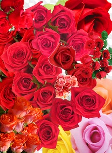 PSD, 11 PNG, Roses, red roses, buds of roses, images with transparent background