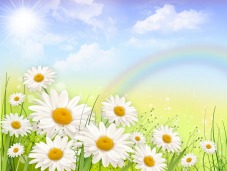 PSD background, Daisies, wildflowers