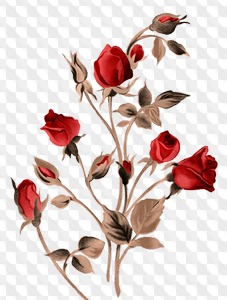 4 PSD, 4 PNG, Red roses, graphic with transparent background