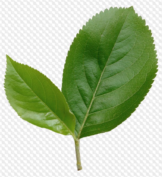163 PNG, Leaves on transparent background