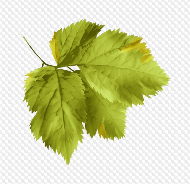 163 PNG, Leaves on transparent background