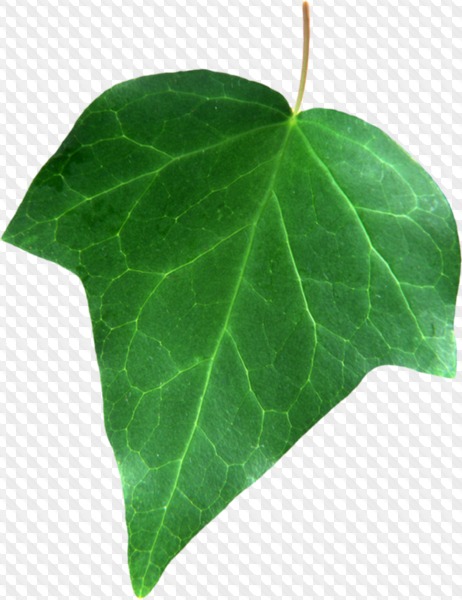 163 PNG, Leaves on transparent background