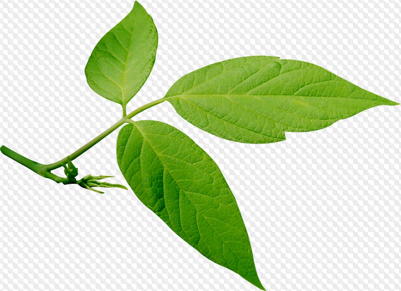 163 PNG, Leaves on transparent background