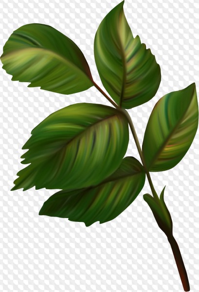 163 PNG, Leaves on transparent background