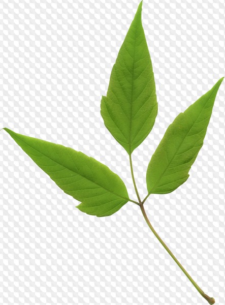 163 PNG, Leaves on transparent background