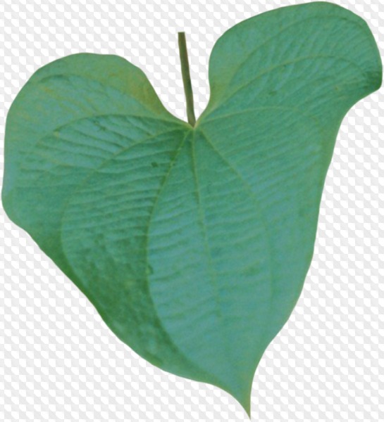 163 PNG, Leaves on transparent background