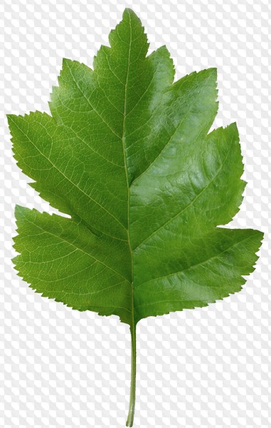 163 PNG, Leaves on transparent background