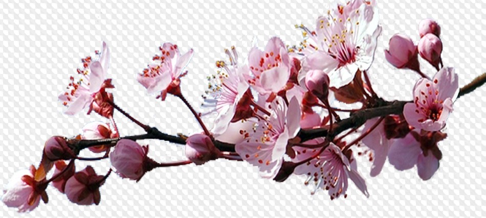 55 PNG, Sakura on transparent background