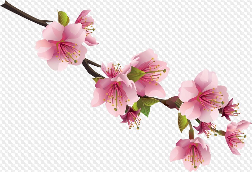 55 PNG, Сакура на прозрачном фоне » Страница 2