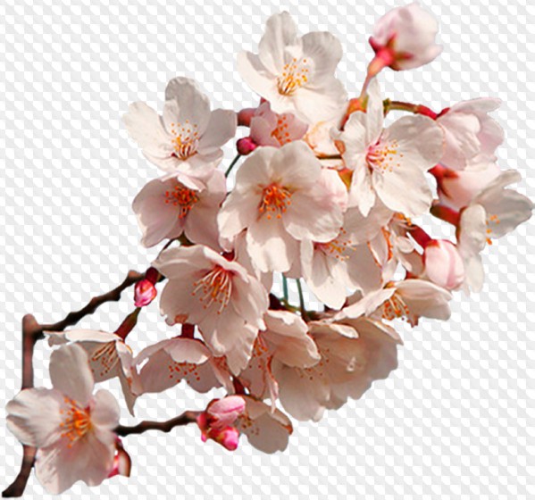 55 PNG, Sakura on transparent background