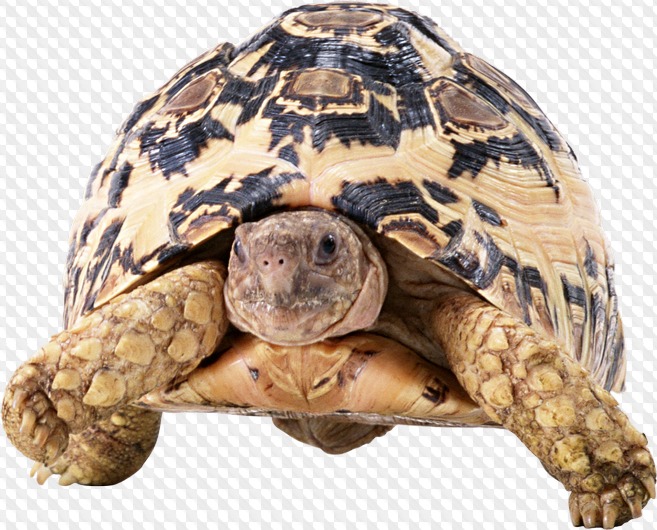 Черепахи PNG » Страница 2
