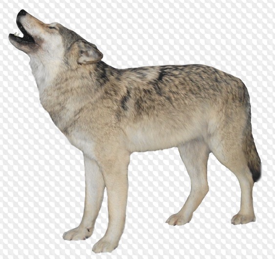 Lobo clipart con fondo transparente, PNG