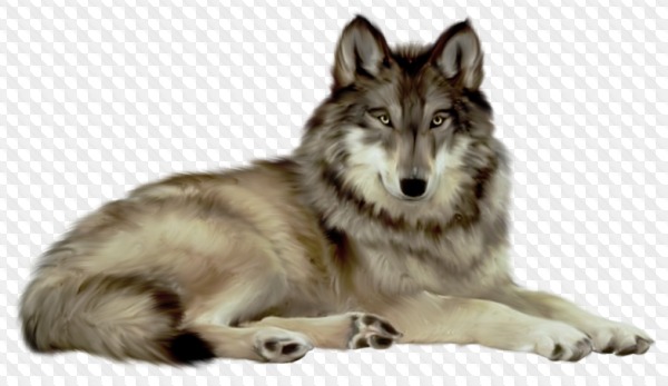 Lobo clipart con fondo transparente, PNG