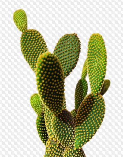 37 PNG, Cactus, images with transparent background