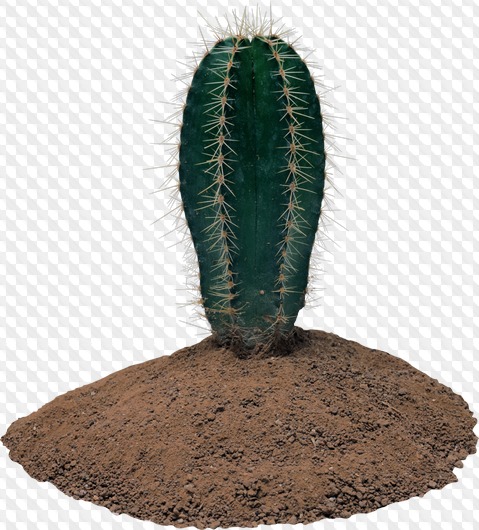 37 PNG, Cactus, images with transparent background