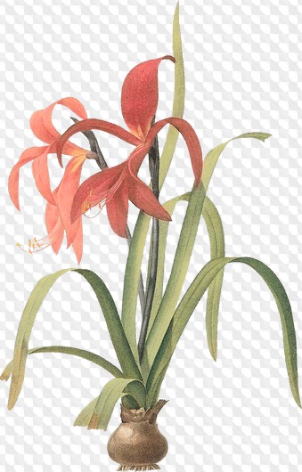 Updated: 117 PNG, Orchids with transparent background