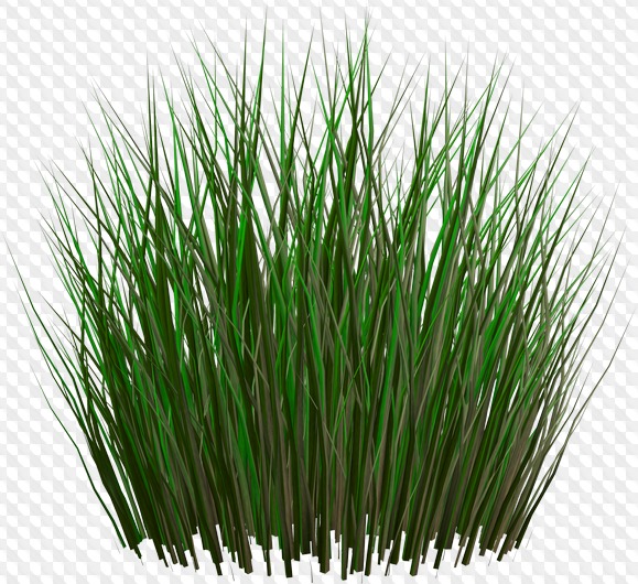 Трава Клипарт PNG