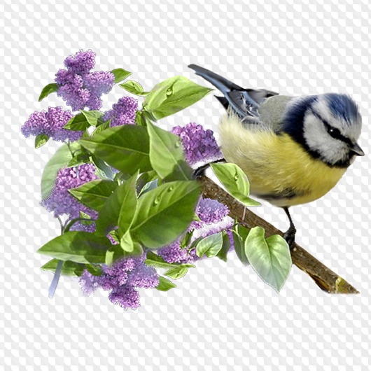 Flowers png, birds png images, clipart png on a transparent background