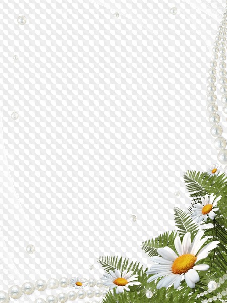 PSD, 16 marcos de fotos de flores PNG con fondo transparente