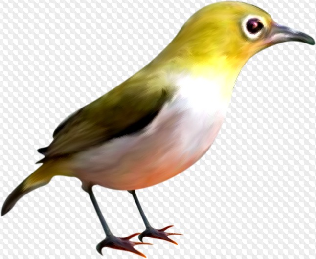 41 PNG, Birds, images with transparent background