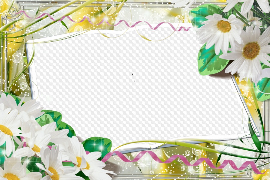 Book, photo frames, with flowers - camomiles, PNG format