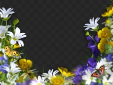 Flower frames png, psd » Страница 5
