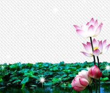 PSD, PNG, lotus blooms on the river, PNG with transparent background