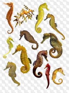 PSD, 12 PNG, Seahorses on transparent background