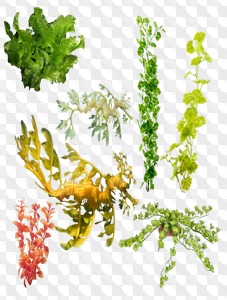 PSD, 7 PNG, Underwater plants on transparent background