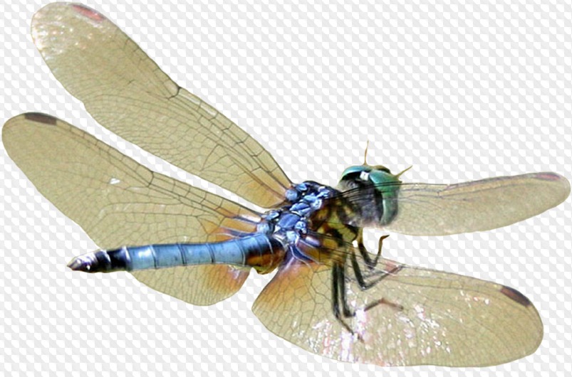 55 PNG, Dragonfly on transparent background