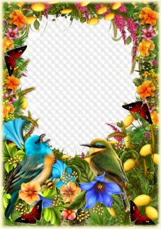 Summer flowers, butterflies and birds, photo frame for photoshop