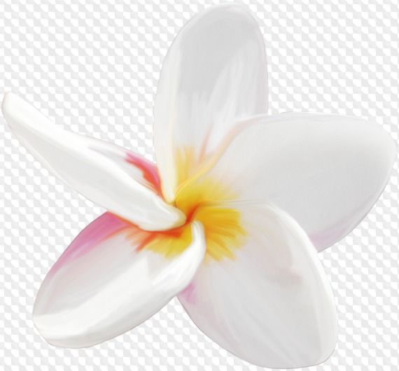 69 PNG, Plumeria on transparent background