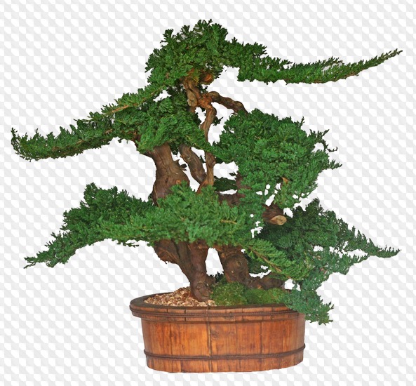 33 PSD, 33 PNG, bonsai tree in a pot, images with a transparent background