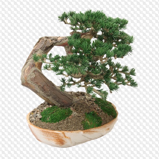 33 PSD, 33 PNG, bonsai tree in a pot, images with a transparent background