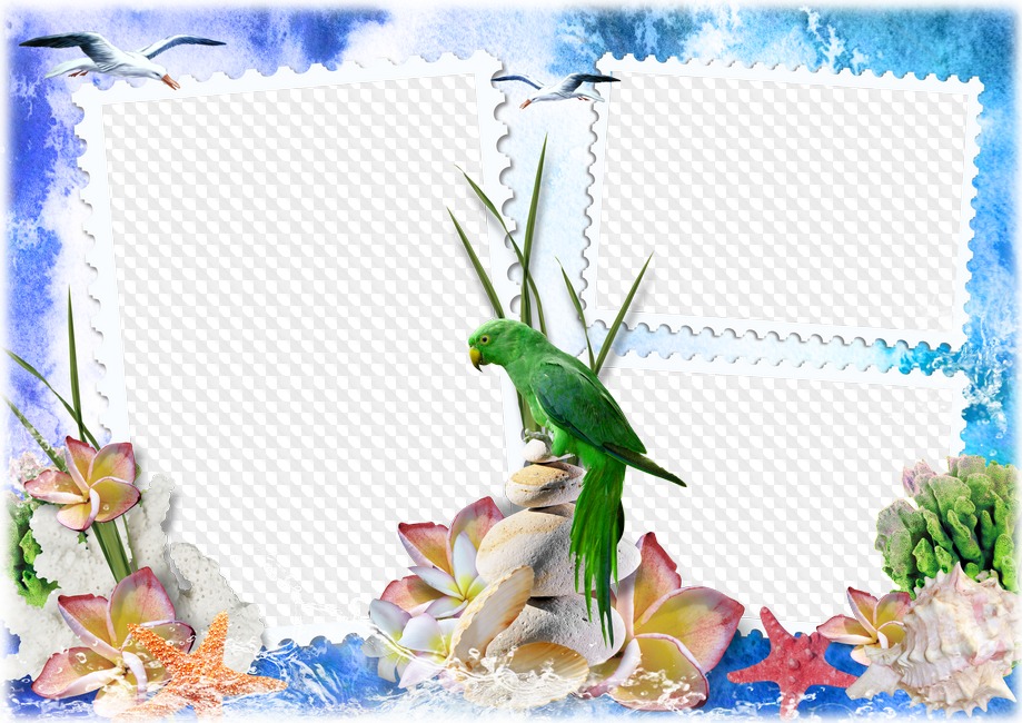 Starfish, shells and green parrot, photo frame by sea