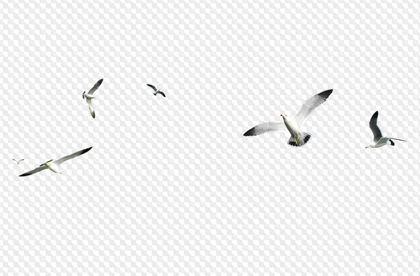 70 PNG, Чайки