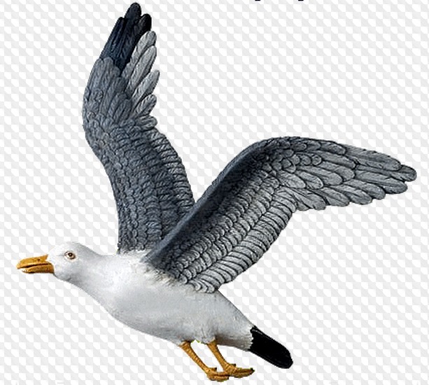 70 PNG, Чайки » Страница 2