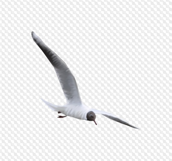 70 PNG, Чайки » Страница 2