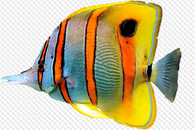 PSD, 23 PNG, Tropical fish on transparent background