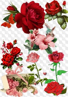 PSD, 8 PNG, Red roses, red roses with birds, red rose with a butterfly, graphics with transparent background