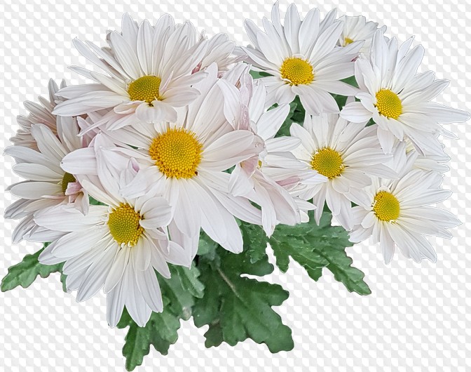 Хризантемы, 36 PNG, PSD, с прозрачным фоном