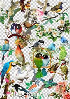 49 PNG, Birds, Birds on branches and flowers, PNG on transparent background