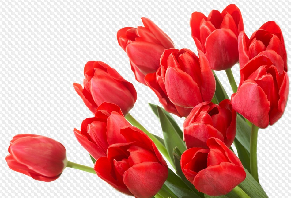 Tulips on a transparent background free psd download