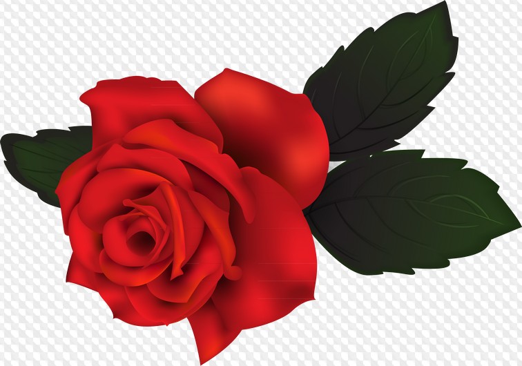 10 PNG, rosas rojas y rosadas, gráficos en un fondo transparente