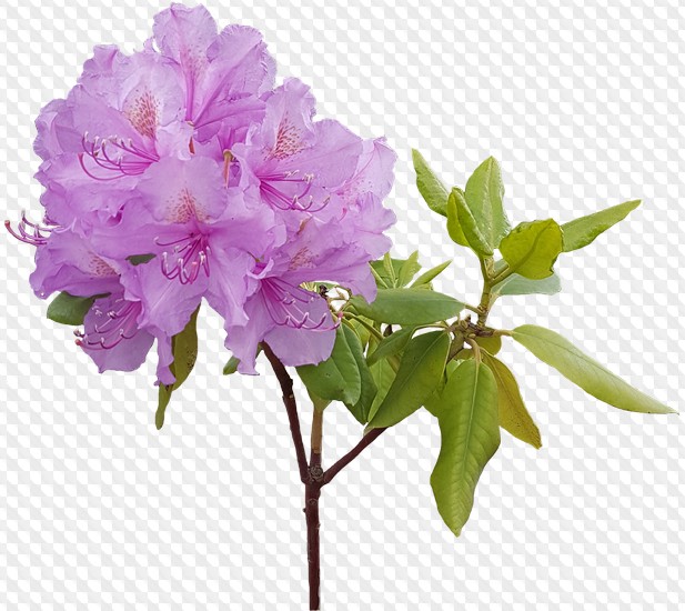 PSD, 10 PNG, Bushes of rhododendrons and chrysanthemums on a